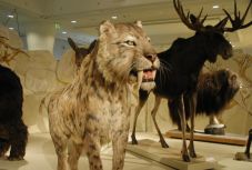 A Székely Nemzeti Múzeumba érkezik a budapesti Jégkorszak című kiállítás