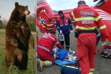 Újabb medvetámadás – valami történt a hét végén a vadállatokkal