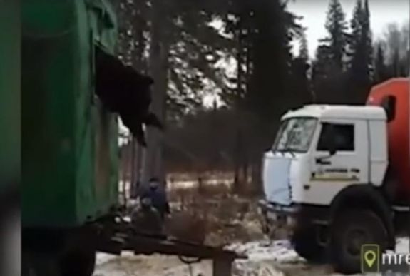 Úgy járt ez a medve, mint Micimackó