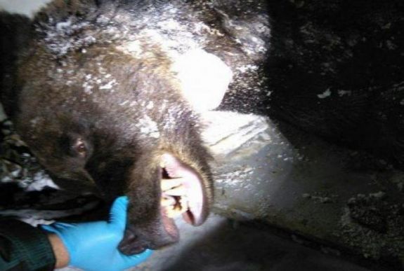 Nem szívbajos: másodszor is megpróbált betörni a menedékházba a medve