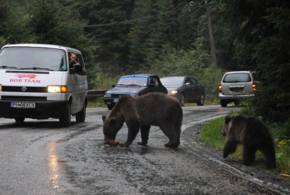 Medveinvázó: tíz nagyvadat kergettek vissza Buşteni-ből az erdőbe