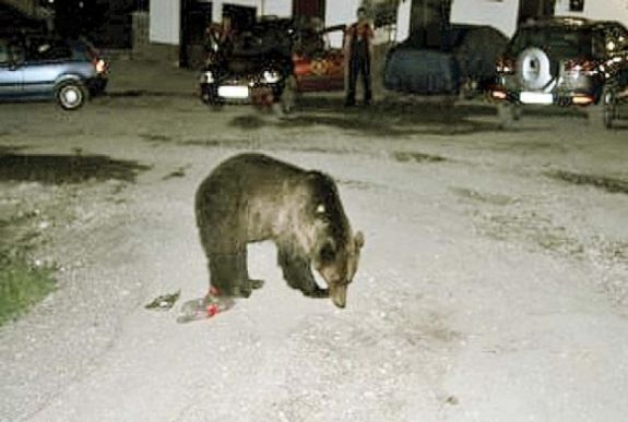 Ismét sikerült behatolnia a medvének a menedékházba