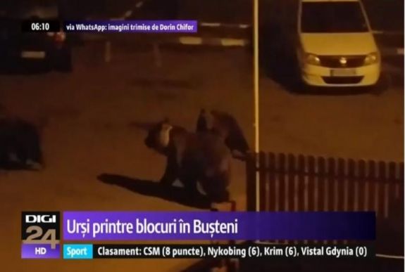 Úgy sétált a medve a tömbházak között, mintha otthon lenne