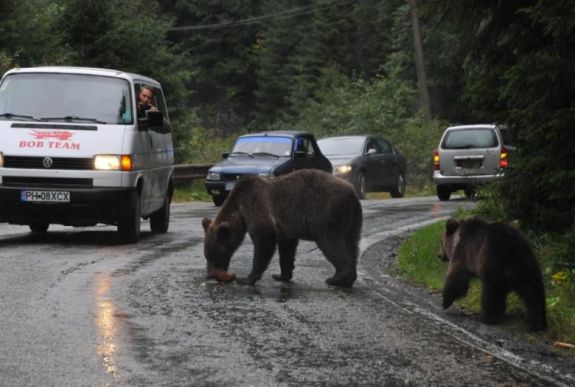 Medve-ügy: az EU környezetvédelmi szakbizottsága is támogatja Borbolyék jelentéstervezetét