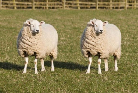 Érdekes felfedezést tettek az első klónbirkáról