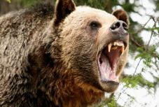 Újabb medvetámadás történt Brassó megyében