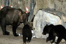  Anyamedve három boccsal a brassói Carrefour bevásárlóközpontban