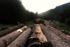 Romániai erdőirtásokról szóló filmet díjaztak a Lakiteleki Filmszemlén