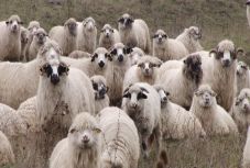 Egy egész juhnyájat elloptak egy erdélyi megyében