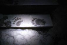 Nem hagyja magát: ismét megpróbált behatolni a medve a menedékházba