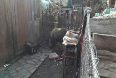 Saját udvarán támadt egy férfire a medve Prahova megyében