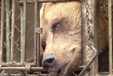 Egy anyamedve és két bocs tört be egy Brassói megyei gazdaság udvarába