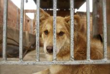 Ilyen sem volt még: egy tulceai férfi börtönbe kerülhet szándékos állatölésért