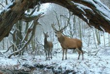 Fődíjat nyert a Testről és lélekről egy lengyelországi nemzetközi filmoperatőr-fesztiválon