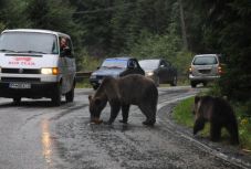 Medve-ügy: az EU környezetvédelmi szakbizottsága is támogatja Borbolyék jelentéstervezetét