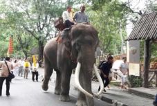 Megölte gazdáját egy harcművészeti filmekből ismert elefánt