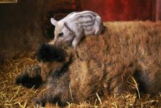 Ingyen malacot ígért a gazdáknak a szakminiszter