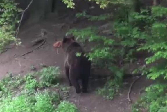 Megölt a medve egy Argeș megyei vadászt