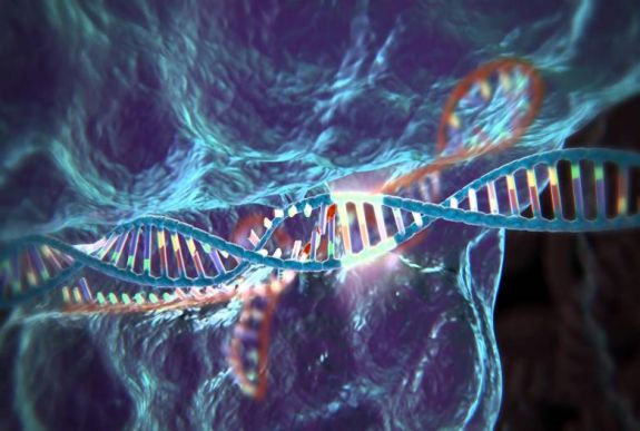 MTA állásfoglalás: a genomszerkesztés alapvetően különbözhet a GMO létrehozásától