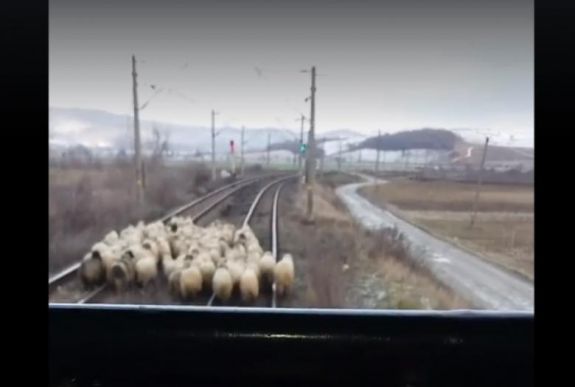 Horrorbaleset Maroskeresztúrnál: juhnyájat ütött el a vonat