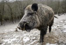 Halálra sebzett egy vadkan egy férfit