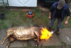 Székelyföldön a gazdák úgy tartják: „ha a disznó nem visít, nem folyik ki a vére”