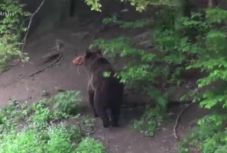 Megölt a medve egy Argeș megyei vadászt