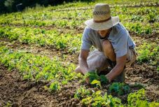 Fiatalok alkalmazását támogató törvénytervezetet fogadott el a szenátus