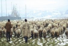 A kormány változtatott a legeltetés szabályain