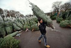 Székelyföldön is több az import karácsonyfa, mint a helyi fenyő