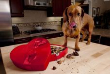 Jelentősen megnő a csokoládémérgezés veszélye a kutyáknál karácsonykor