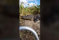 A turisták csónakjába ugrott az aligátor (VIDEÓ)