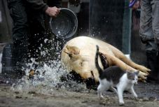 Háromszázezer háznál hizlalt disznót vágunk le decemberben