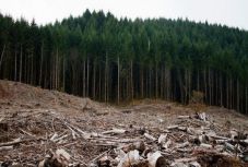 Erdő-visszaszolgáltatások: vádat emeltek a sepsiszentgyörgyi bíró felesége ellen