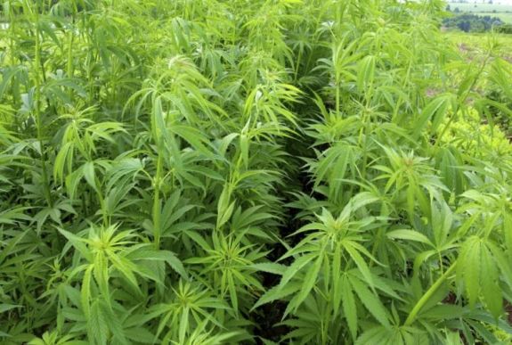 Kaliforniában is legalizálták a marihuánát