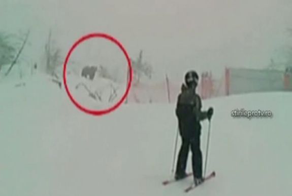 Medve kószált Keresztényhavason, a sípálya közelében