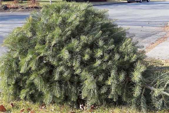 Mi legyen a karácsonyfával? Kilenc tipp az újrahasznosításhoz