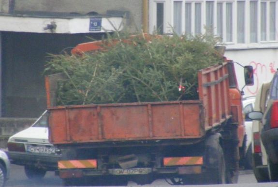 Sepsiszentgyörgyön fűtőanyagnak gyűjtik a kidobott karácsonyfát
