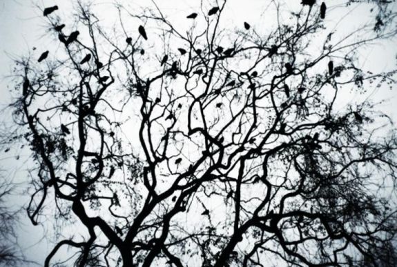 Varjúvadászatot tartottak Szatmárnémetiben – zavaró a madarak jelenléte