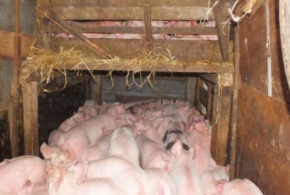 Állatkínzás miatt indult eljárás négy romániai férfi ellen Magyarországon