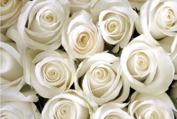 A fehér rózsa lesz a szolidaritás jelképe az idei Grammy-gálán