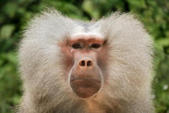 Cristian Tudor Popescu újságíró most túllőtt a célon