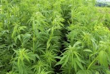 Kaliforniában is legalizálták a marihuánát