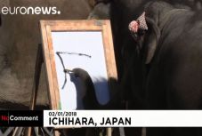 Hihetetlen művészi rajzokat készítenek elefántok Japánban