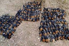 „Valójában elevenen megfőttek” - állatok ezreit pusztíthatta el a tomboló hőség