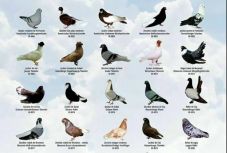 Ideális családi program: különleges kisállatokkal ismerkedhetünk Kolozsváron