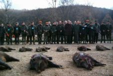 Idén vajon hány vaddisznót mészárolnak le a Ion Țiriac-féle hírhedt bályoki vadászaton? 