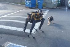 Magyar kutatók szerint a kutyákról kellene mintázni a robotokat