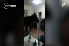 A lovával tért be a kocsmába a segesvári férfi