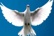 Nagyváradon díjazzák a legjobb postagalambokat és tenyésztőiket